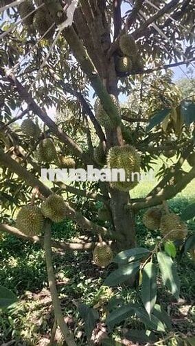 🌿 VỀ VƯỜN Ở LIỀN – GIÁ MỀM CHỐT NHANH 🌿