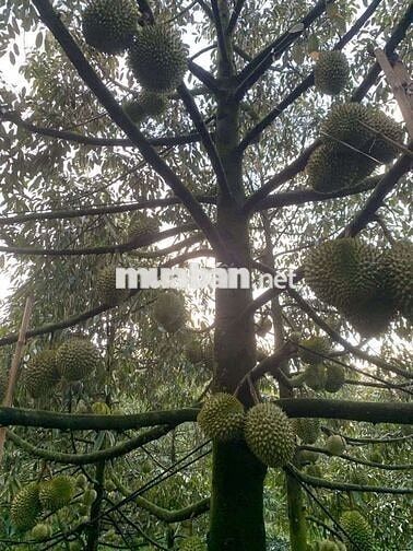🌿 VỀ VƯỜN Ở LIỀN – GIÁ MỀM CHỐT NHANH 🌿