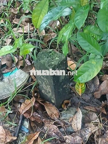 Bán đất vườn kv Ba Láng Cần Thơ
