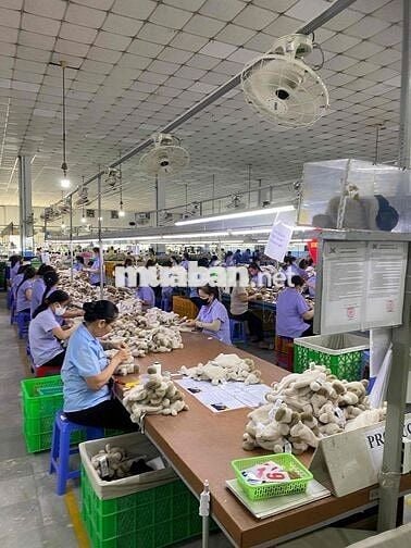 [ỨNG LƯƠNG, HÀNH CHÍNH TC, BAO CƠM] SX GẤU BÔNG
