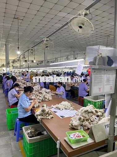 [ỨNG LƯƠNG, HÀNH CHÍNH TC, BAO CƠM] SX GẤU BÔNG