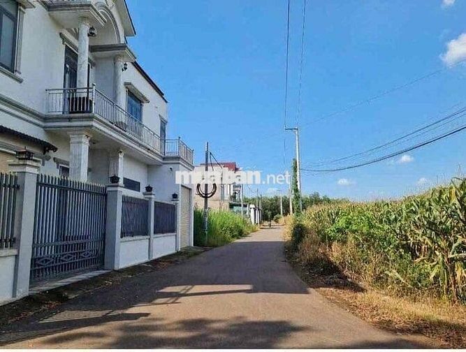 khu cây xanh vỉa hè nhựa thông ấp 5 sông trầu