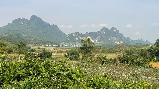 Đất Cao Phong Giá SỐC Chỉ Dưới 1 Triệu/m² Sở Hữu 6000m² View Cánh Đồng