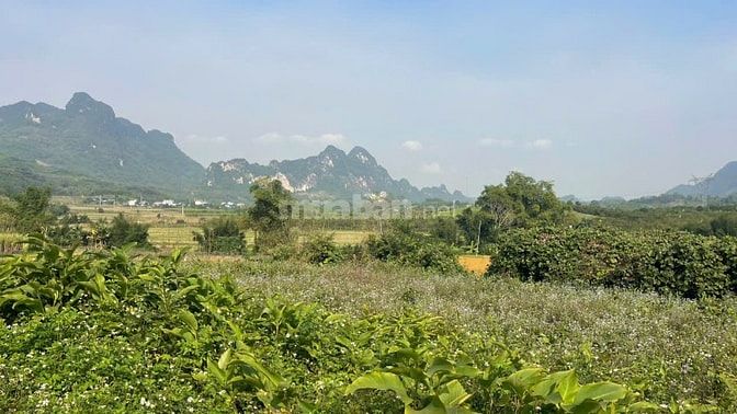 Đất Cao Phong Giá SỐC Chỉ Dưới 1 Triệu/m² Sở Hữu 6000m² View Cánh Đồng