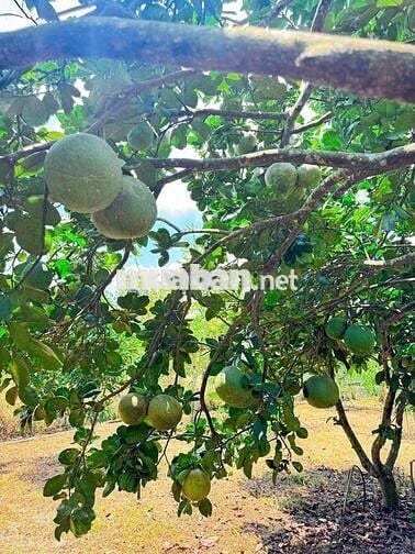 Tìm người làm vườn gia đình