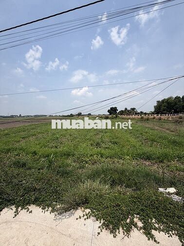 [CHÍNH CHỦ] CẦN RA CẶP ĐẤT LÚA ĐẸP - TRẢNG BÀNG, TÂY NINH
