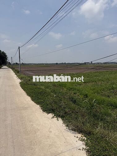 [CHÍNH CHỦ] CẦN RA CẶP ĐẤT LÚA ĐẸP - TRẢNG BÀNG, TÂY NINH