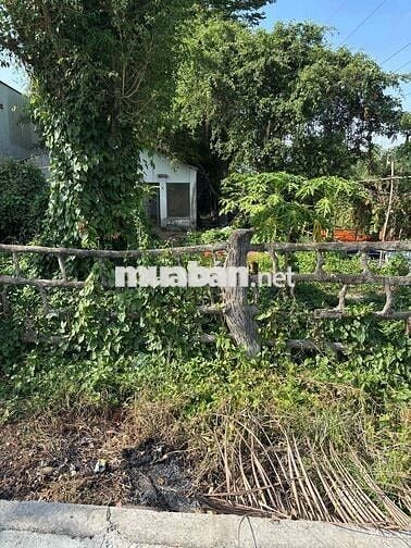 Cho thuê nhà VƯỜN 4tr ( có sẵn sân vườn + cây trái + rộng rãi)