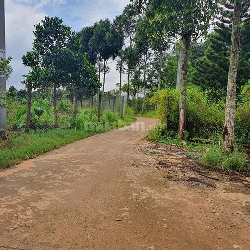 Bán 1500m2 đất phủ hồng Xuân Lập, cách HCM 50 phút di chuyển