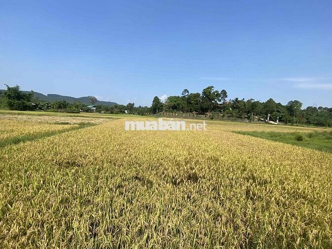 Bán vài lô view lúa 🌾🌾 gần hồ, Thuỷ Xuân Tp Huế, 150-400m2💥