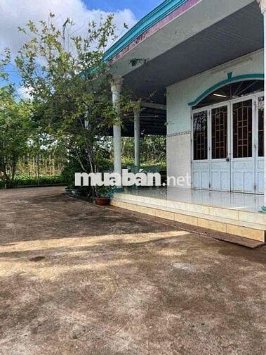 Chủ lớn tuổi về ở với con, nên bán nhanh vườn cây ăn trái giá 140tr
