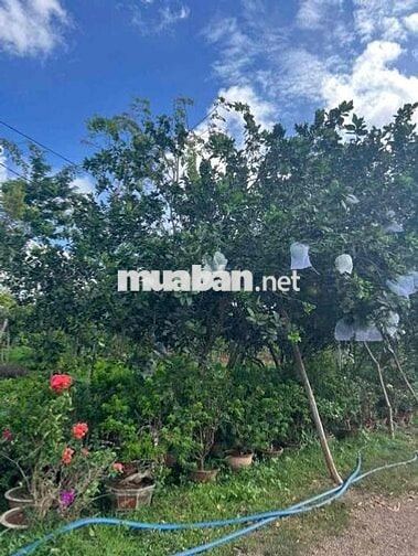 Chủ lớn tuổi về ở với con, nên bán nhanh vườn cây ăn trái giá 140tr