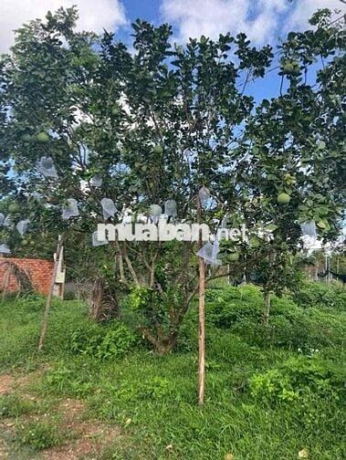 Chủ lớn tuổi về ở với con, nên bán nhanh vườn cây ăn trái giá 140tr