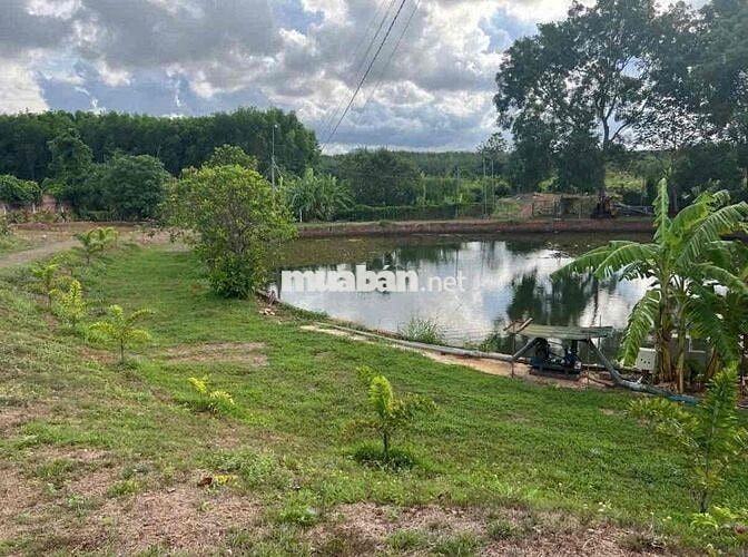 Chủ lớn tuổi về ở với con, nên bán nhanh vườn cây ăn trái giá 140tr