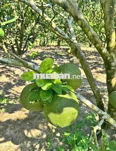 đất vườn full cây ăn trái gần 7200m