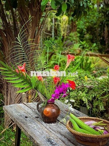AG Cho thuê homestay sân vườn đẹp gần biển – Bắc Nha Trang 🌴🏡