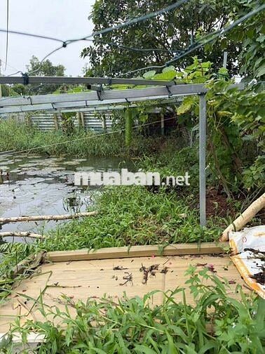 Nhà vườn 6000m có nhà.vườn ao cá. Đường kênh trung ương Vĩnh Lộc b.