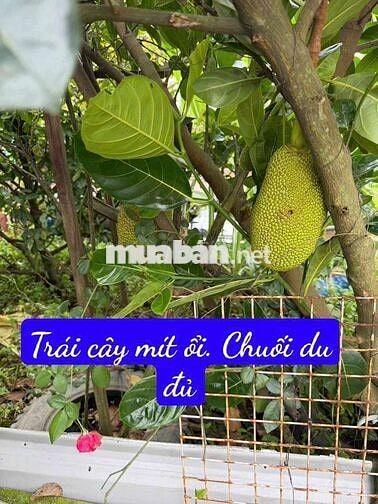 Nhà vườn 6000m có nhà.vườn ao cá. Đường kênh trung ương Vĩnh Lộc b.