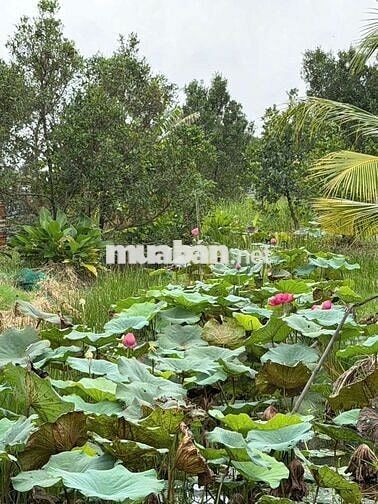Nhà vườn 6000m có nhà.vườn ao cá. Đường kênh trung ương Vĩnh Lộc b.