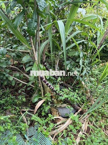 Nhà vườn 6000m có nhà.vườn ao cá. Đường kênh trung ương Vĩnh Lộc b.