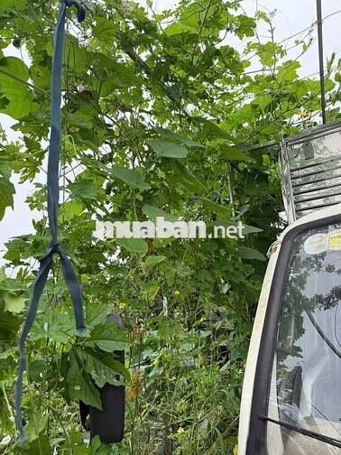 Nhà vườn 6000m có nhà.vườn ao cá. Đường kênh trung ương Vĩnh Lộc b.