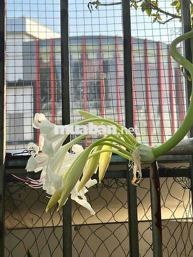CHO THUÊ MẶT BẰNG KINH DOANH - ĐỐI DIỆN SAIGON MALL GÒ VẤP-