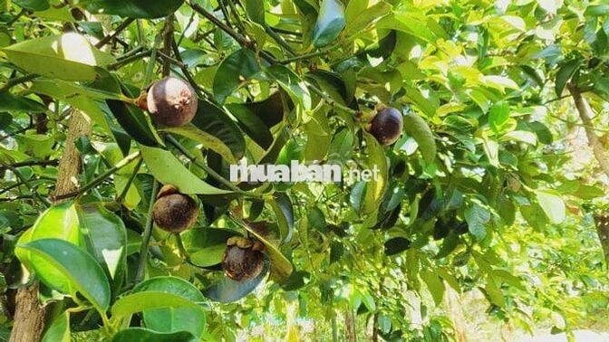 về thăm  vườn trái  cây  Long Khánh