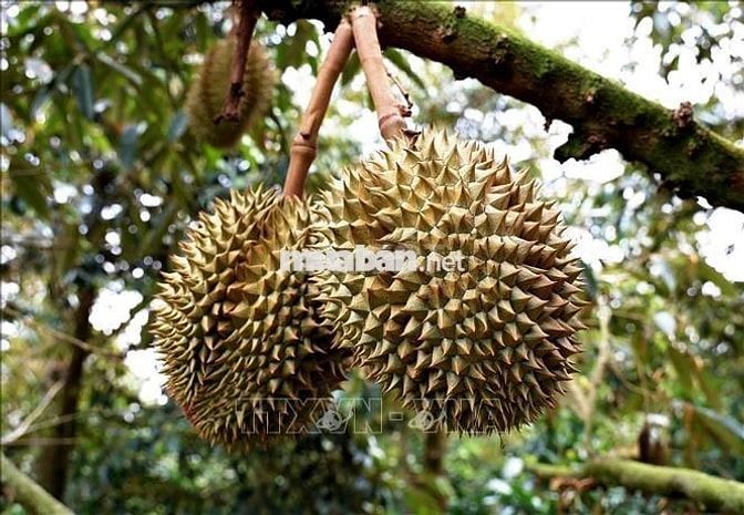 về thăm  vườn trái  cây  Long Khánh