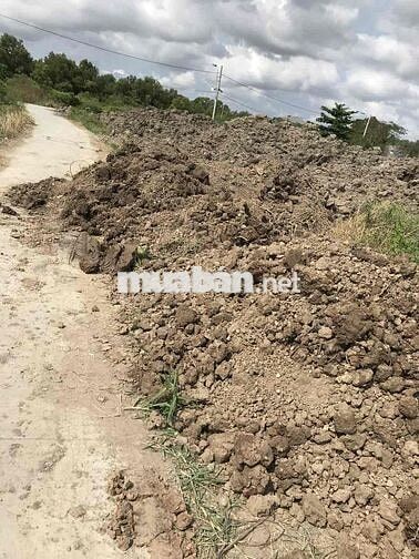 Bán đất thổ cư 100% xã Lý Nhơn, Cần Giờ