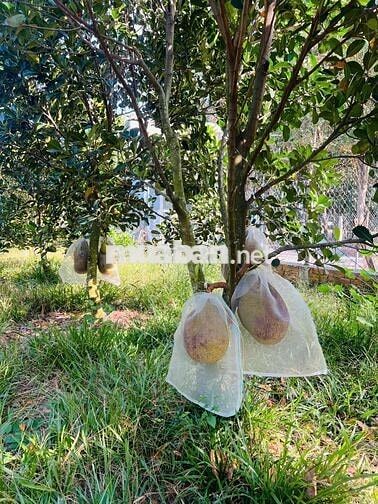 Bán Ngộp Vườn mít Thái 242m2 thổ cư 450tr, ngay Chợ, trường học