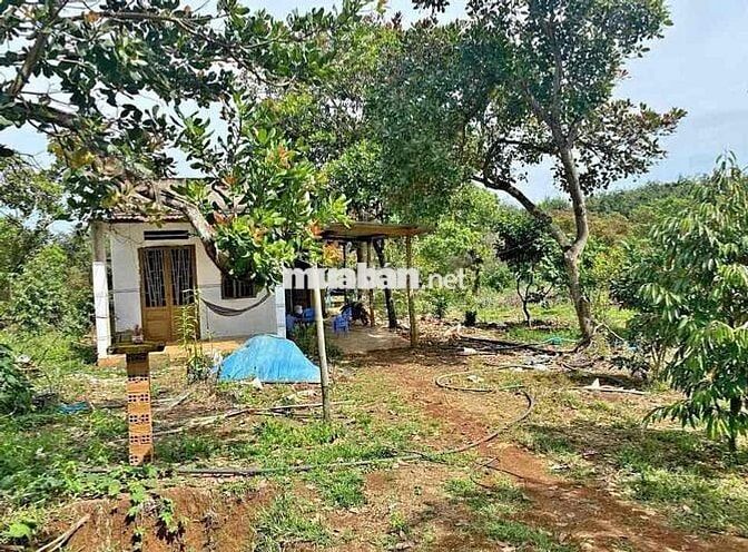 Bán Đất Vườn 1200m2 Có Thổ Cư, Sổ Riêng, Có Cây Ăn Trái Sẵn