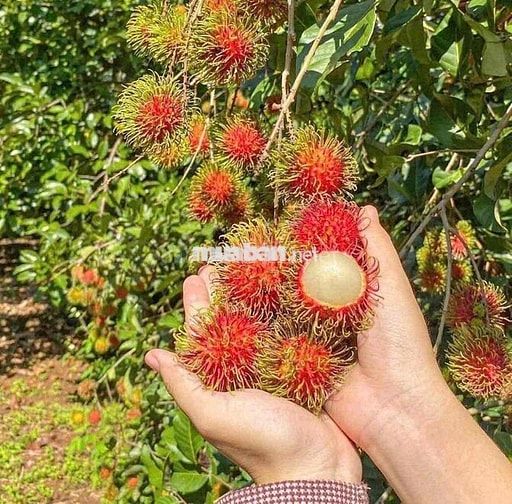 Bán Đất Vườn 1200m2 Có Thổ Cư, Sổ Riêng, Có Cây Ăn Trái Sẵn