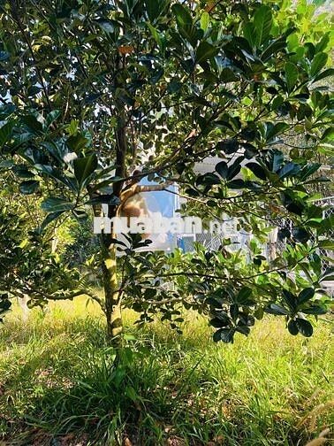 Bán Ngộp Vườn mít Thái 242m2 thổ cư 450tr, ngay Chợ, trường học