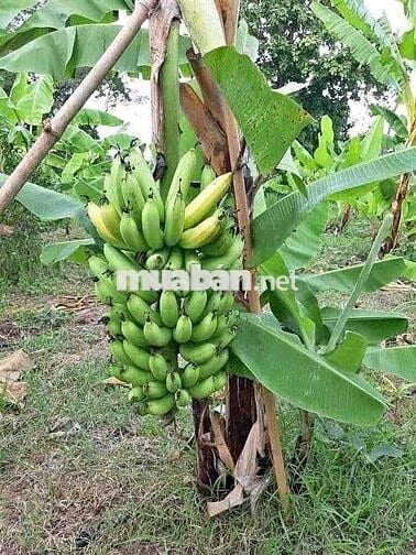 Bán Đất Vườn 1200m2 Có Thổ Cư, Sổ Riêng, Có Cây Ăn Trái Sẵn