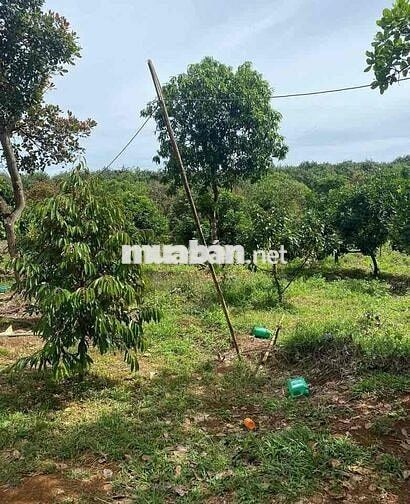 Bán Đất Vườn 1200m2 Có Thổ Cư, Sổ Riêng, Có Cây Ăn Trái Sẵn