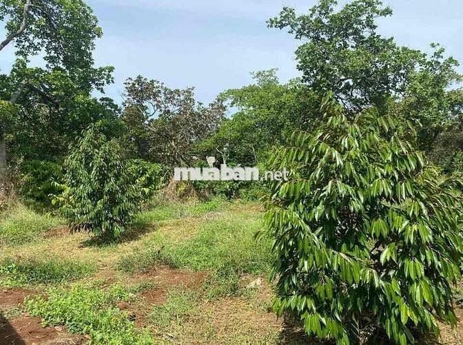 Bán Đất Vườn 1200m2 Có Thổ Cư, Sổ Riêng, Có Cây Ăn Trái Sẵn
