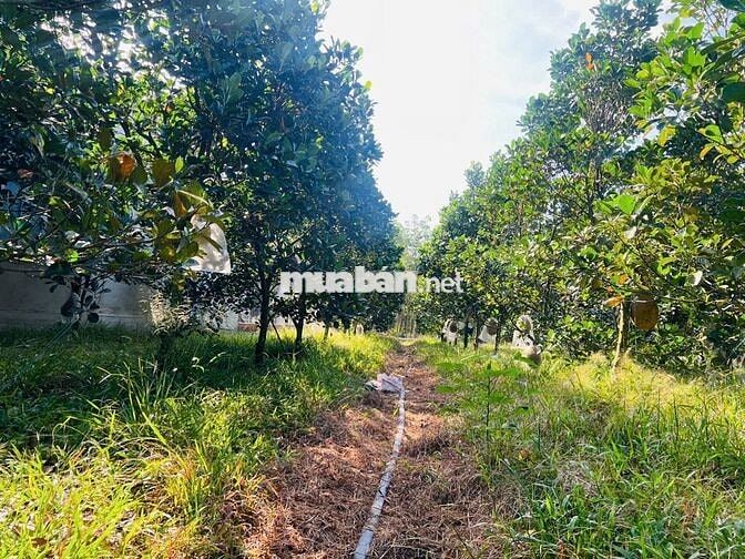 Bán Ngộp Vườn mít Thái 242m2 thổ cư 450tr, ngay Chợ, trường học