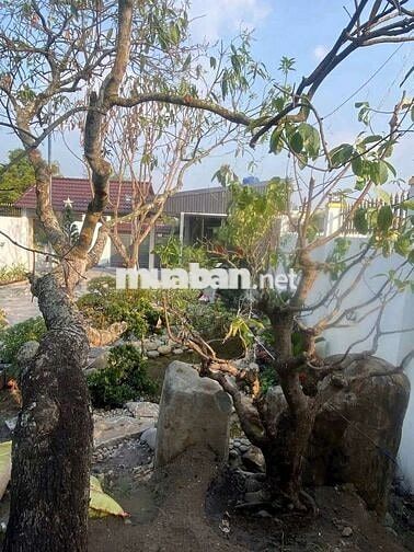 Nhà vườn 10 x 50m Mặt tiền nhựa Giồng Lớn, Mỹ Hạnh Nam