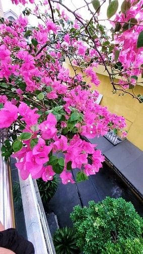 NHÀ BÁN VỊ TRÍ TUYỆT ĐẸP GÒ VấP
