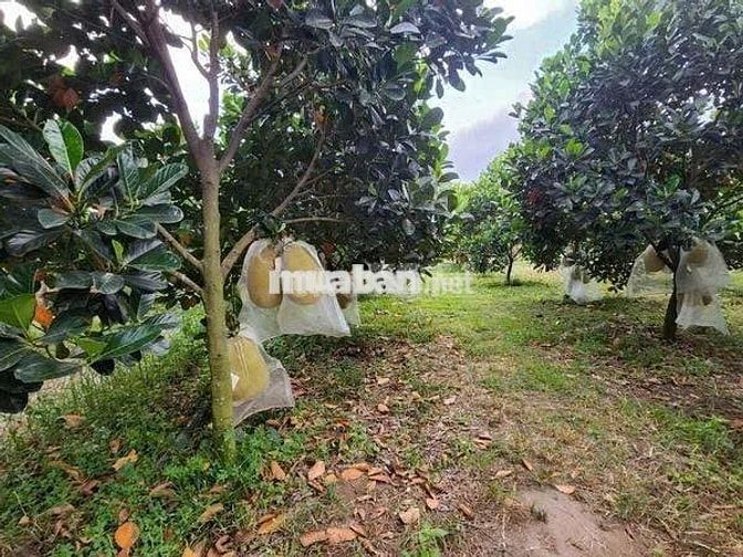 Chú bảy cần bán lô đất vườn mít thái Xả Phước thành HCM giá 490tr/250m