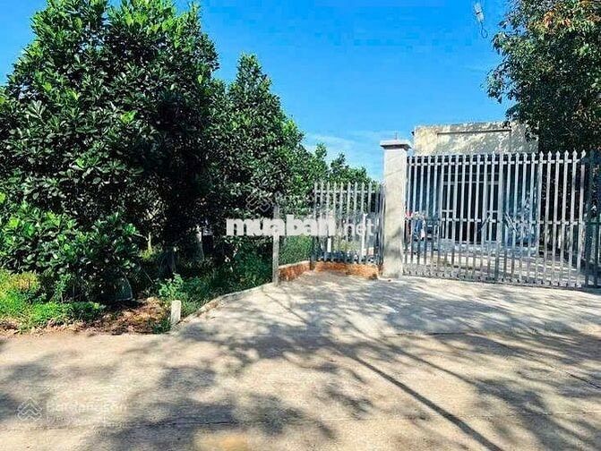 Chú bảy cần bán lô đất vườn mít thái Xả Phước thành HCM giá 490tr/250m