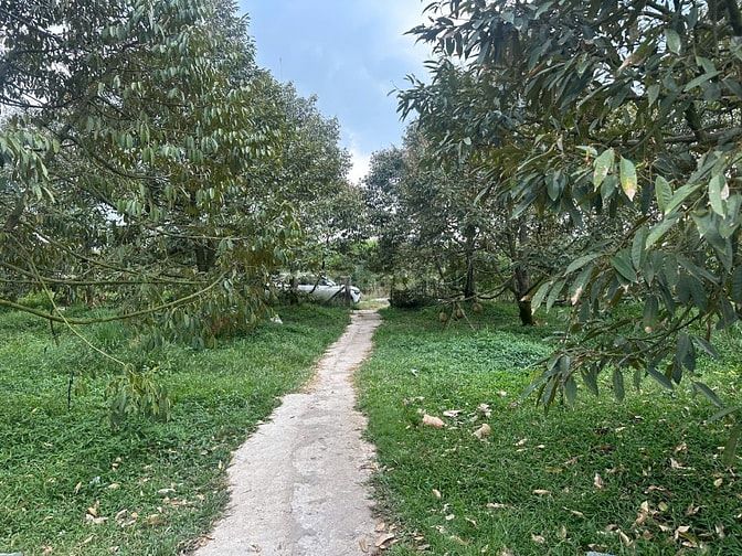 1,2ha sầu riêng 8 năm, 160 gộc thu 22 tấn 1 năm. giá 6,2 tỷ 