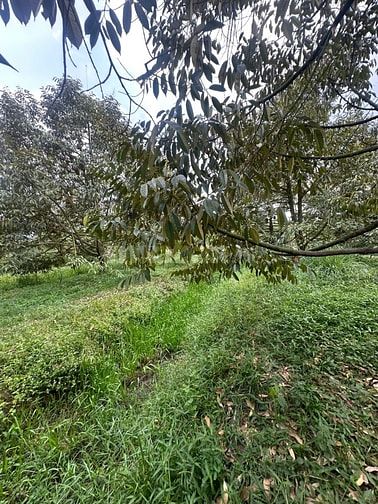 1,2ha sầu riêng 8 năm, 160 gộc thu 22 tấn 1 năm. giá 6,2 tỷ 