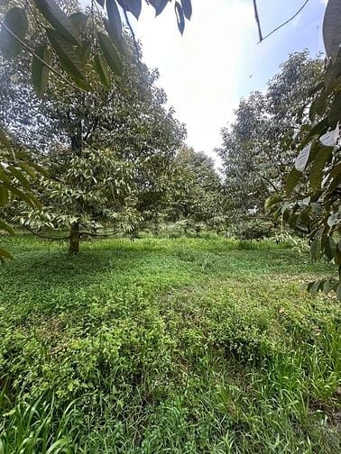 1,2ha sầu riêng 8 năm, 160 gộc thu 22 tấn 1 năm. giá 6,2 tỷ 