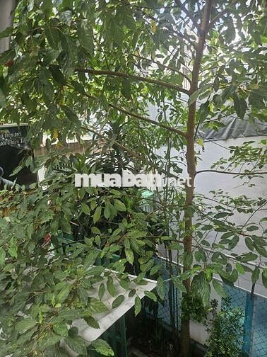 Cho thuê phòng trọ giá rẻ trung tâm cách mạng tháng 8