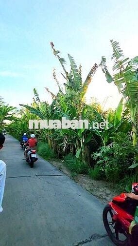 Bán 109m mặt tiền đ. Đê Bao Phú Hữu - tổng 1535m2 SHR sẵn 200m thổ cư