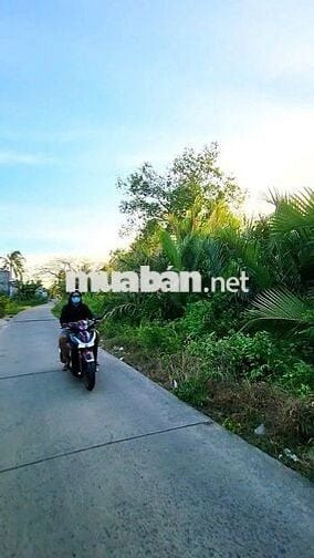 Bán 109m mặt tiền đ. Đê Bao Phú Hữu - tổng 1535m2 SHR sẵn 200m thổ cư