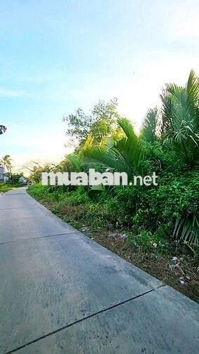 Bán 109m mặt tiền đ. Đê Bao Phú Hữu - tổng 1535m2 SHR sẵn 200m thổ cư