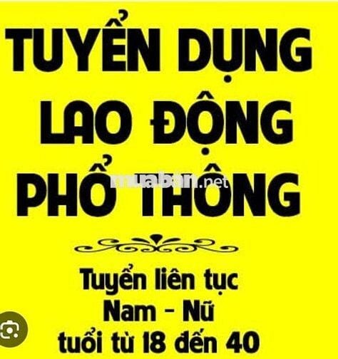 Tuyển Lao Động Phổ Thông