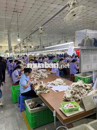 CTY May Tuyển Dụng, Lương Ổn Định, Việc Ngồi Làm